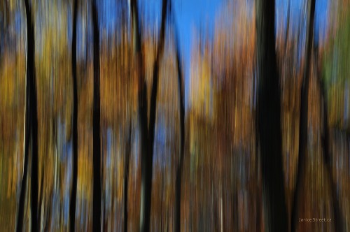 fall forest